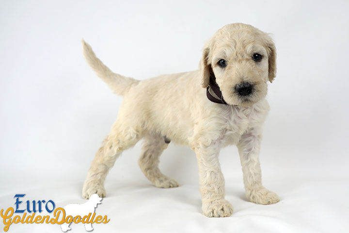 Emma_Bentley_Mar20_4Wk_MrBrown_01