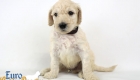 Emma_Bentley_Mar20_4Wk_MrBrown_02