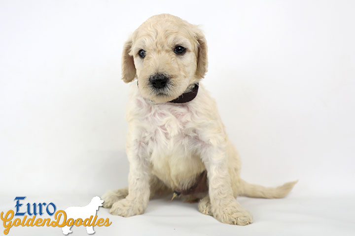 Emma_Bentley_Mar20_4Wk_MrBrown_02
