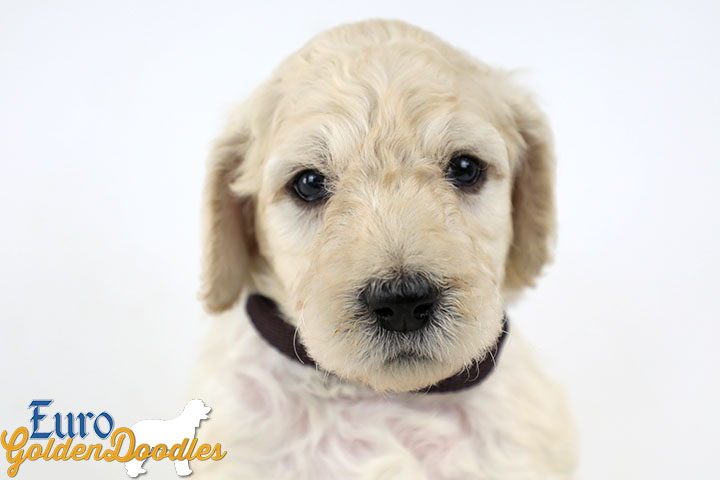 Emma_Bentley_Mar20_4Wk_MrBrown_03
