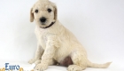 Emma_Bentley_Mar20_4Wk_MrBrown_04
