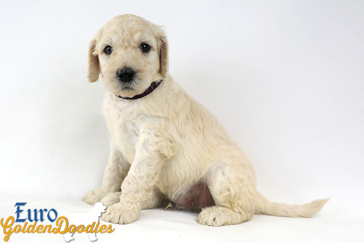Emma_Bentley_Mar20_4Wk_MrBrown_04