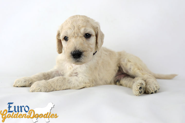 Emma_Bentley_Mar20_4Wk_MrBrown_05