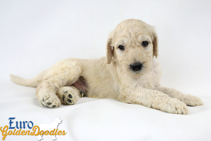 Emma_Bentley_Mar20_4Wk_MrBrown_06