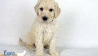Emma_Bentley_Mar20_6Wk_MrBrown_01