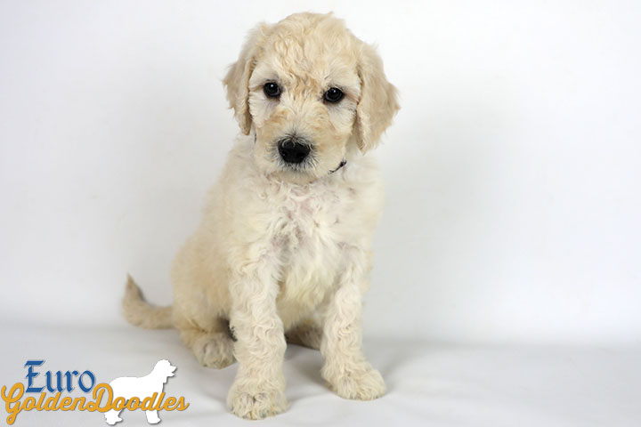 Emma_Bentley_Mar20_6Wk_MrBrown_01