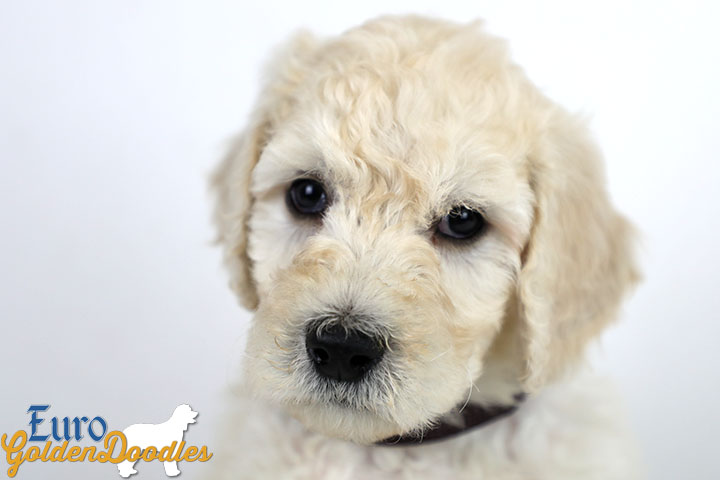 Emma_Bentley_Mar20_6Wk_MrBrown_02