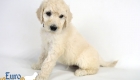 Emma_Bentley_Mar20_6Wk_MrBrown_03