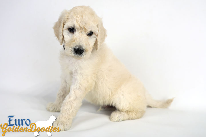 Emma_Bentley_Mar20_6Wk_MrBrown_03
