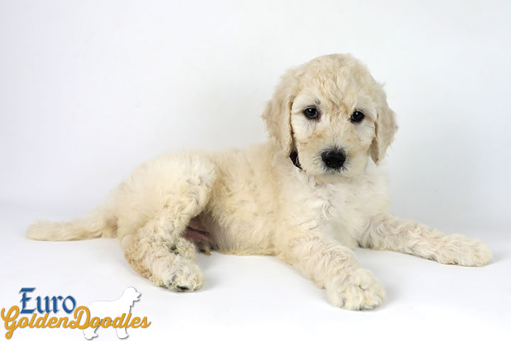Emma_Bentley_Mar20_6Wk_MrBrown_04