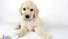 Emma_Bentley_Mar20_6Wk_MrBrown_05