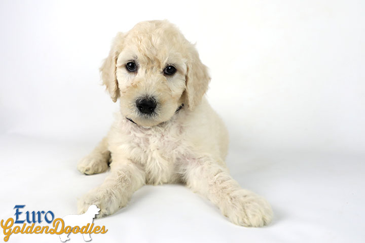 Emma_Bentley_Mar20_6Wk_MrBrown_05