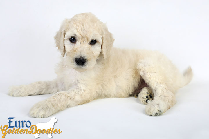 Emma_Bentley_Mar20_6Wk_MrBrown_06