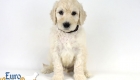 Emma_Bentley_Mar20_6Wk_MrBrown_07
