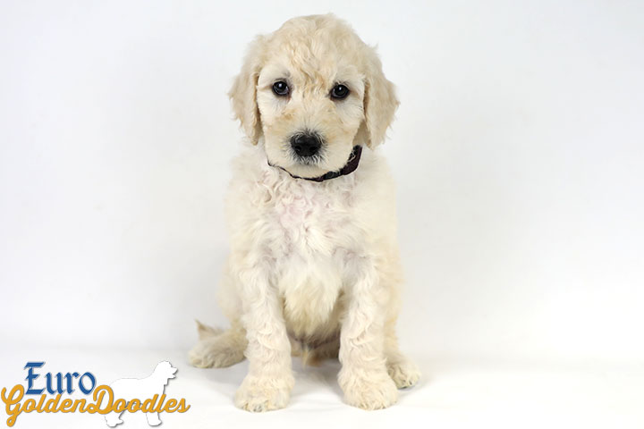 Emma_Bentley_Mar20_6Wk_MrBrown_07