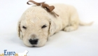 Emma_Bentley_March20_3Wk_MrBrown_01