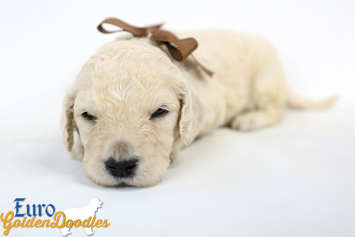 Emma_Bentley_March20_3Wk_MrBrown_01
