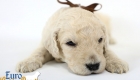 Emma_Bentley_March20_3Wk_MrBrown_02
