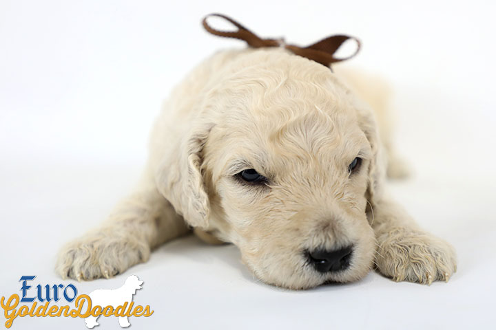 Emma_Bentley_March20_3Wk_MrBrown_02