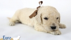 Emma_Bentley_March20_3Wk_MrBrown_03