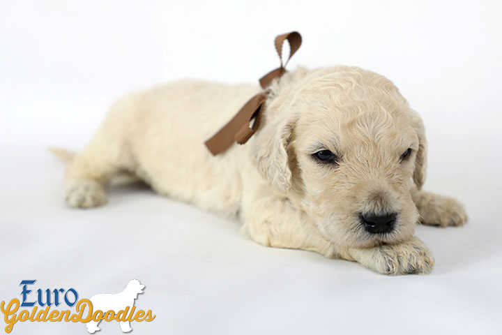 Emma_Bentley_March20_3Wk_MrBrown_03