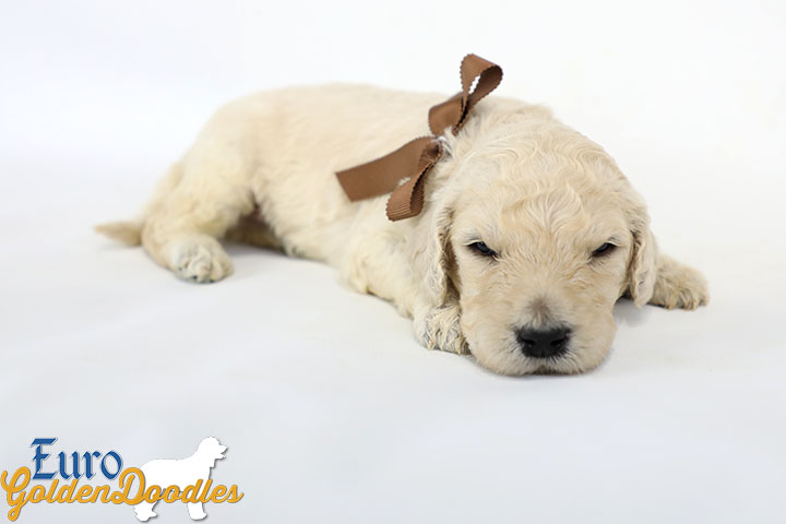 Emma_Bentley_March20_3Wk_MrBrown_04