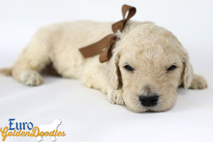 Emma_Bentley_March20_3Wk_MrBrown_05
