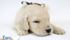 Emma_Bentley_March20_3Wk_MrBrown_06