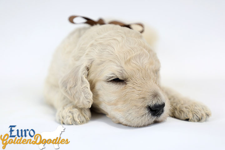Emma_Bentley_March20_3Wk_MrBrown_06