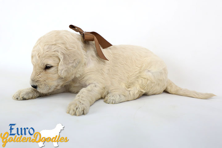 Emma_Bentley_March20_3Wk_MrBrown_07