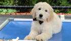 Lucy_Bentely_March2021_10WK_Mr. Brown_4