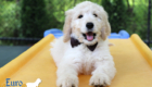 Lucy_Bentely_March2021_10WK_Mr. Brown_7