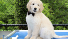 Lucy_Bentely_March2021_10WK_Mr. Brown_8