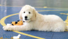 Lucy_Bentley_March2021_12WK_Mr. Brown_1
