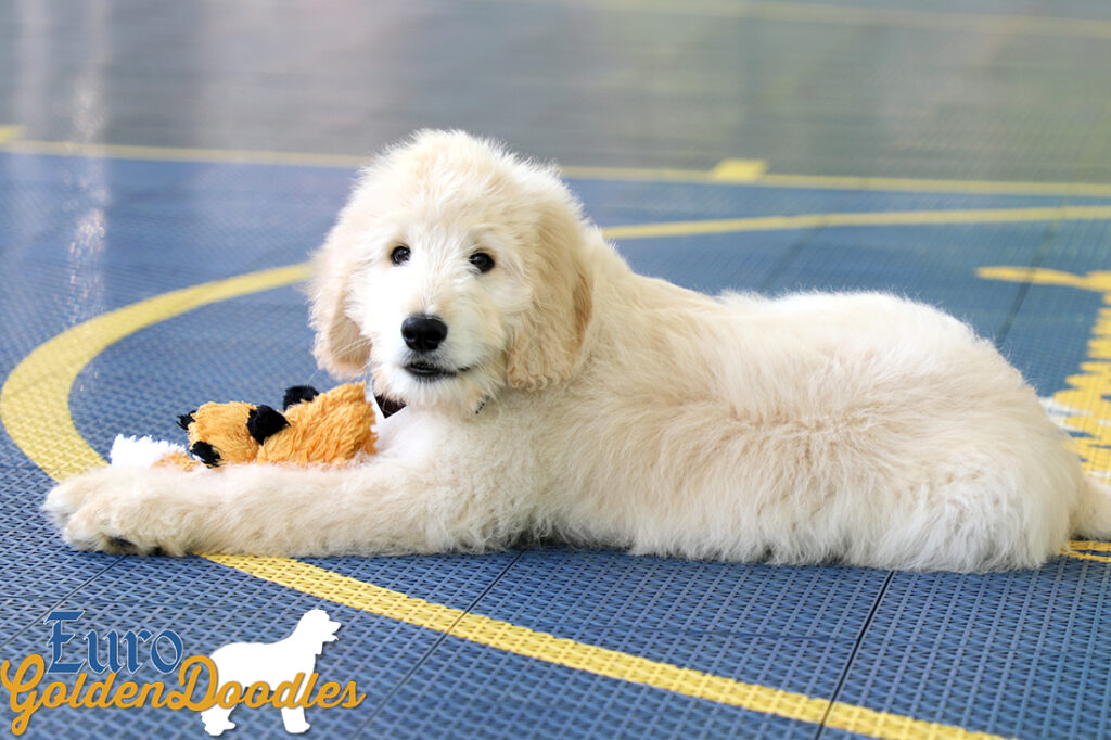 Lucy_Bentley_March2021_12WK_Mr. Brown_1 Lucy_Bentley_March2021_12WK_Mr. Brown_1
