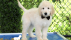 Lucy_Bentley_March2021_12WK_Mr. Brown_3