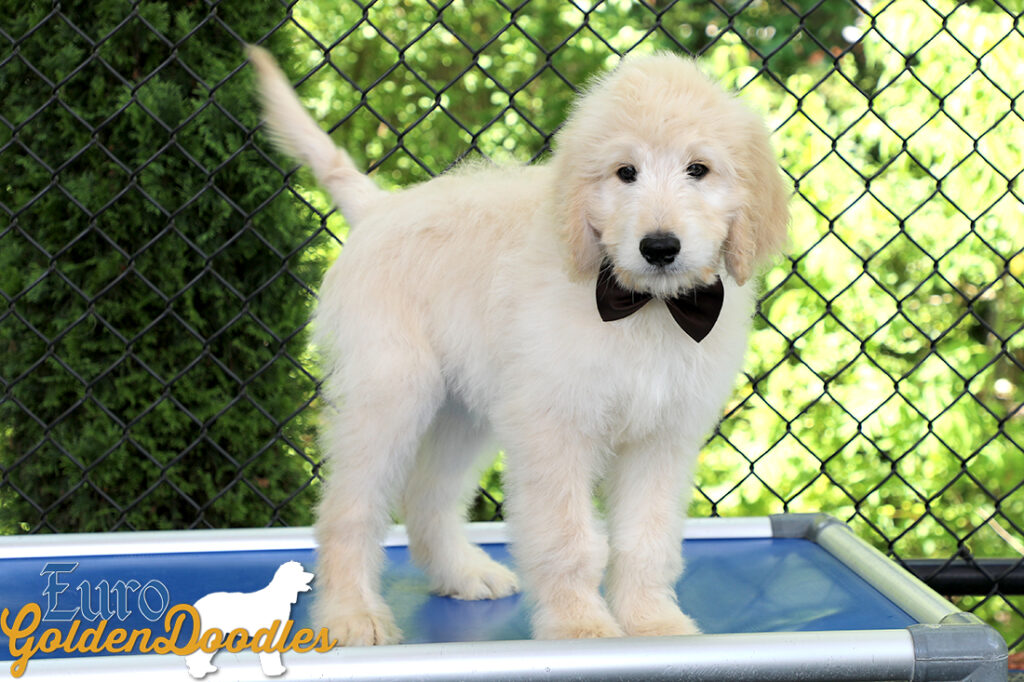 Lucy_Bentley_March2021_12WK_Mr. Brown_3 Lucy_Bentley_March2021_12WK_Mr. Brown_3