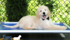 Lucy_Bentley_March2021_12WK_Mr. Brown_4