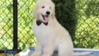 Lucy_Bentley_March2021_12WK_Mr. Brown_5