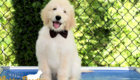 Lucy_Bentley_March2021_12WK_Mr. Brown_6