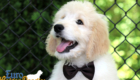 Lucy_Bentley_March2021_12WK_Mr. Brown_7