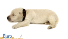 Lucy_Bentley_March2021_2WK_Mr Brown_1
