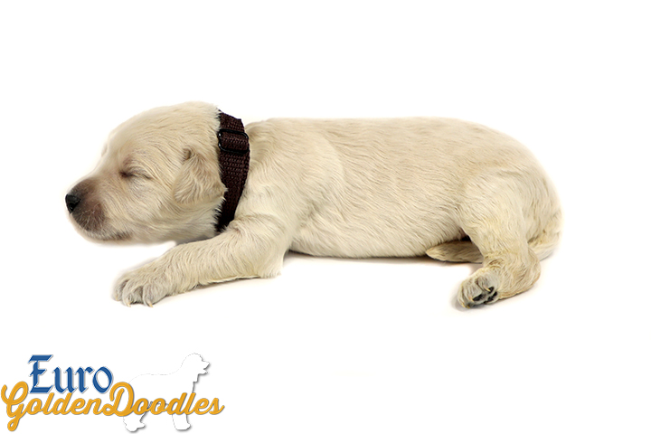 Lucy_Bentley_March2021_2WK_Mr Brown_1 Lucy_Bentley_March2021_2WK_Mr Brown_1