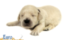 Lucy_Bentley_March2021_2WK_Mr Brown_2
