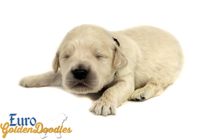 Lucy_Bentley_March2021_2WK_Mr Brown_2 Lucy_Bentley_March2021_2WK_Mr Brown_2