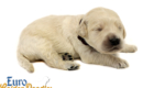 Lucy_Bentley_March2021_2WK_Mr Brown_3