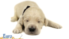 Lucy_Bentley_March2021_2WK_Mr Brown_4