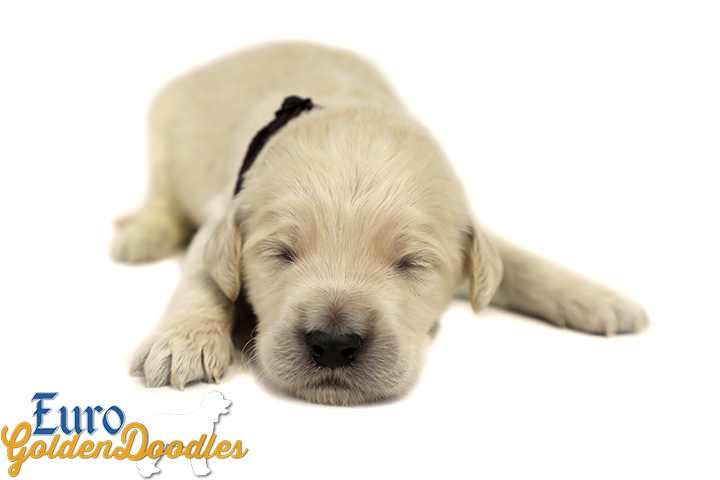 Lucy_Bentley_March2021_2WK_Mr Brown_4 Lucy_Bentley_March2021_2WK_Mr Brown_4