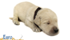 Lucy_Bentley_March2021_2WK_Mr Brown_5
