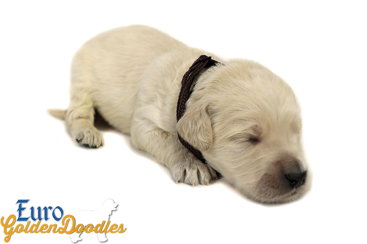 Lucy_Bentley_March2021_2WK_Mr Brown_5 Lucy_Bentley_March2021_2WK_Mr Brown_5